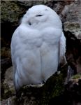 Белая сова. Snowy owl (Nyctea scandiaca)
