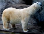 Белый медведь. Polar bear (Ursus maritimus)
