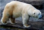 Белый медведь в московском зоопарке
