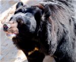Гималайский медведь. Asiatic Black Bear
(Ursus thibetanus)
(Ursus thibetanus)