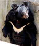 Гималайский медведь. Asiatic Black Bear
(Ursus thibetanus)
(Ursus thibetanus)