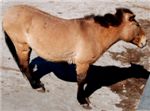Лошадь в московском зоопарке. 
