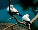 Двуцветный голубь (ducula bicolor)
