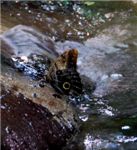 Бабочка в водном потоке
