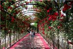 Галерея роз в парке дворца Шёнбрун