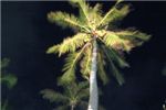 Ночная пальма