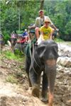 Экскурсия на слонах по джунглям