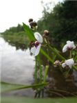 Цветочек в озере в Березовке
