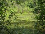 Живописное болотце в Елкино
