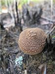 Странный гриб

