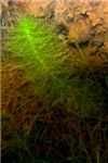 Подводная растительность карьера в Елкино