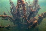 Сказочный подводный лес