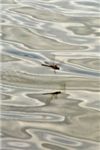 Полет стрекозы над водой