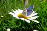 Голубая бабочка на ромашке