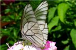 Бабочка как будто с бумажными крылышками