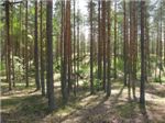 Питерский лес
