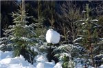 Ёлка со снежным шарфом