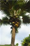 Коко де Мер. Гигантский кокос.