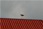 Цапля на крыше дома в Виктории.