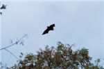 Летуча лисица или Fruit bat. Эта мышь/лиса достаточно крупного размера и доминирует в небе над островом Маэ. Ночью издает кричащие звуки, а днем отсыпается вниз головой на самых высоких ветках. 