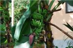 Плоды банана пока еще зеленые.