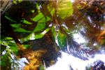 Отражение пальм в небольшом водоеме.