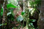 А здесь, у этих камней, обитает лесной дух острова Маэ.