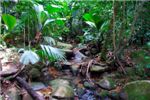 Ручей в тропическом лесу.