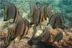 Длинноперый платакс (Longfin batfish)