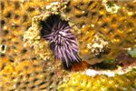 Пурпурный стронгилоцентротус или пурпурный морской ёж (Strongylocentrotus purpuratus stimpson)