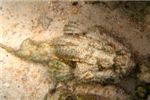 Вот такая вот у скорпенопсисов маскировка. Он ещё и песком сверху прикрыт! 
Изучая всех наших скорпенопсисов, мы поняли, что по фотографиям слишком сложно их различить. Нам кажется, что это лже-рыба камень (False stonefish)