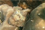 Бородатый скорпенопсис (Bearded scorpionfish)