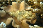 Этот скорпенопсис  уютно пристроился на мягком коралле. Цвет у него подходящий - что уж говорить! 