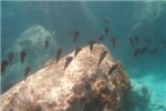 Каракатицевидный кальмар - Сепиотеутис (Bigfin reef sguid)