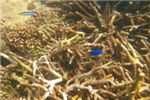Оксимонакант-арлекин (Harlequin filefish)
Это не та синяя рыбка, а те, которых много рядом с ней. Удачно кормятся и прячутся в кораллах.