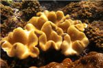 Кожистый коралл (Leather coral)