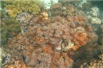 Рыбки у мягкого коралла