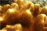 Поверхность кожистого коралла 