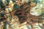 Стаи вытянутых параприакантусов всегда паслись возле одних и тех же кораллов. 