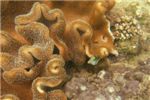 Острорылый иглобрюх выглядывает из-под коралла 
 (Blacksaddle mimic)