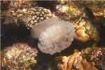 Медузы на Сейшелах встречались редко