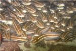 Угрехвостые сомы. В частности, это - полосатый угрехвост (Striped eel catfish)