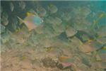 Серебряная рыба-ласточка (silver batfish)