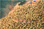 Красный ящероголов (Variegated lizardfish) проходит процедуру очистки с помощью губана чистильщика