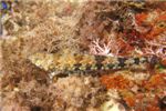 Туманный ящероголов (Nebulous lizardfish)