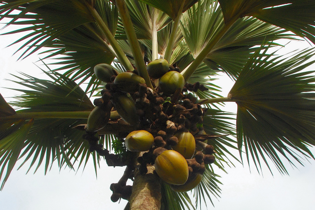 Ещё недозрелые кокосы коко-де-мер