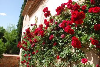 Розарий в Альгамбре