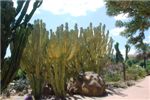 Уголок кактусов в парке Бенальмадены