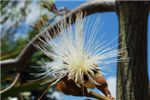 Такое растение мы встречали и на Маврикии, но там такие цветы были высоко на огроменных деревьях