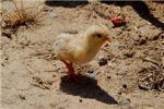 Этот малыш-цыплёнок выбежал откуда-то из-под кактусов и призывно звал родителей. 